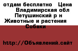 отдам бесплатно › Цена ­ 1 - Владимирская обл., Петушинский р-н Животные и растения » Собаки   